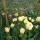 9 tulpaner som blommar igen